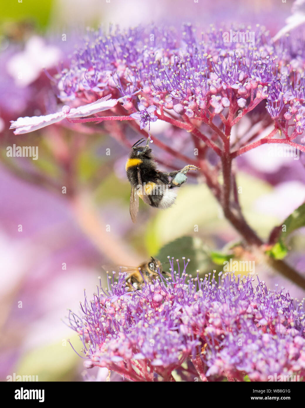 Killearn, Stirlingshire, Schottland, UK. 25 Aug, 2019. UK Wetter - Hummel mit gelben und blauen Pollen-körbe auf die Beine verliert die Balance und klammert sich unsicher auf einer Hortensie Blume bei steigenden Temperaturen in einem stirlingshire Garten. Pollen Farbe variiert je nach Art der Pflanze, aus der Bienen Pollen sammeln und kann von weiß bis dunkelblau Credit variieren: Kay Roxby/Alamy leben Nachrichten Stockfoto