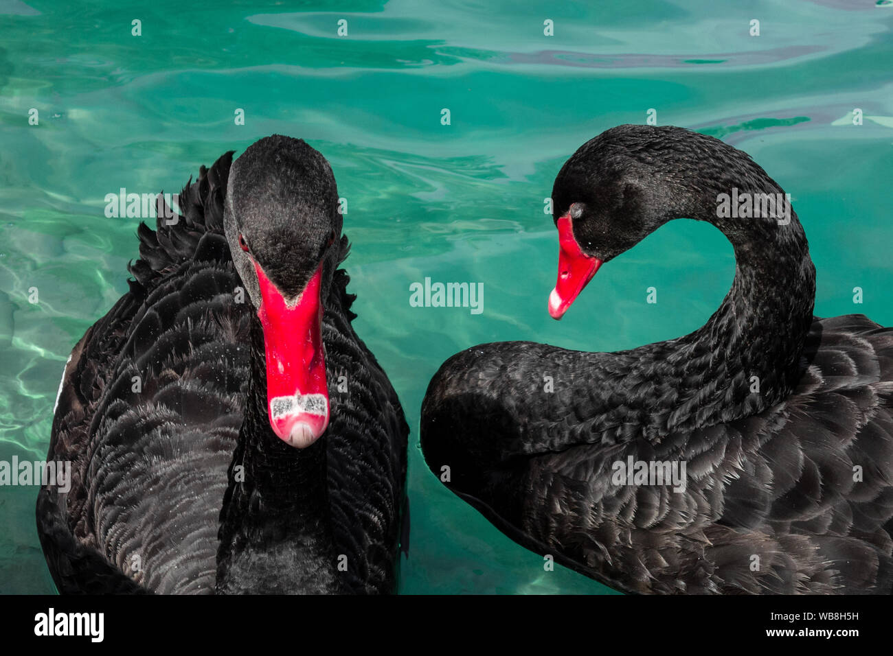 Paar schwarze Schwäne im Teich. Zwei Vögel mit roten Schnäbel Schwimmen im blauen Wasser des Sees. Liebe Symbol oder romantische Beziehungen Stockfoto