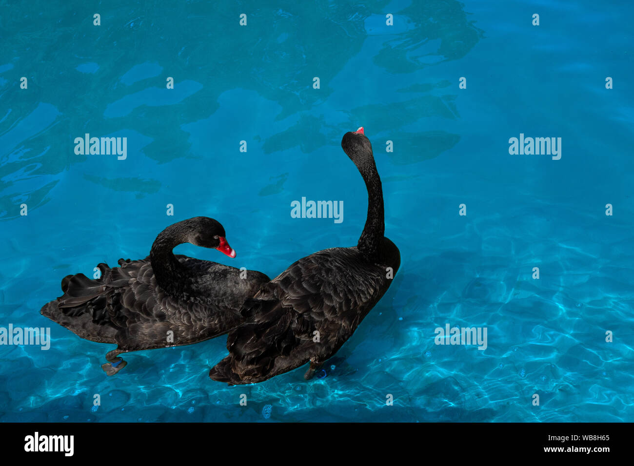 Paar schwarze Schwäne im Teich. Zwei Vögel mit roten Schnäbel Schwimmen im blauen Wasser des Sees. Liebe Symbol oder romantische Beziehungen Stockfoto