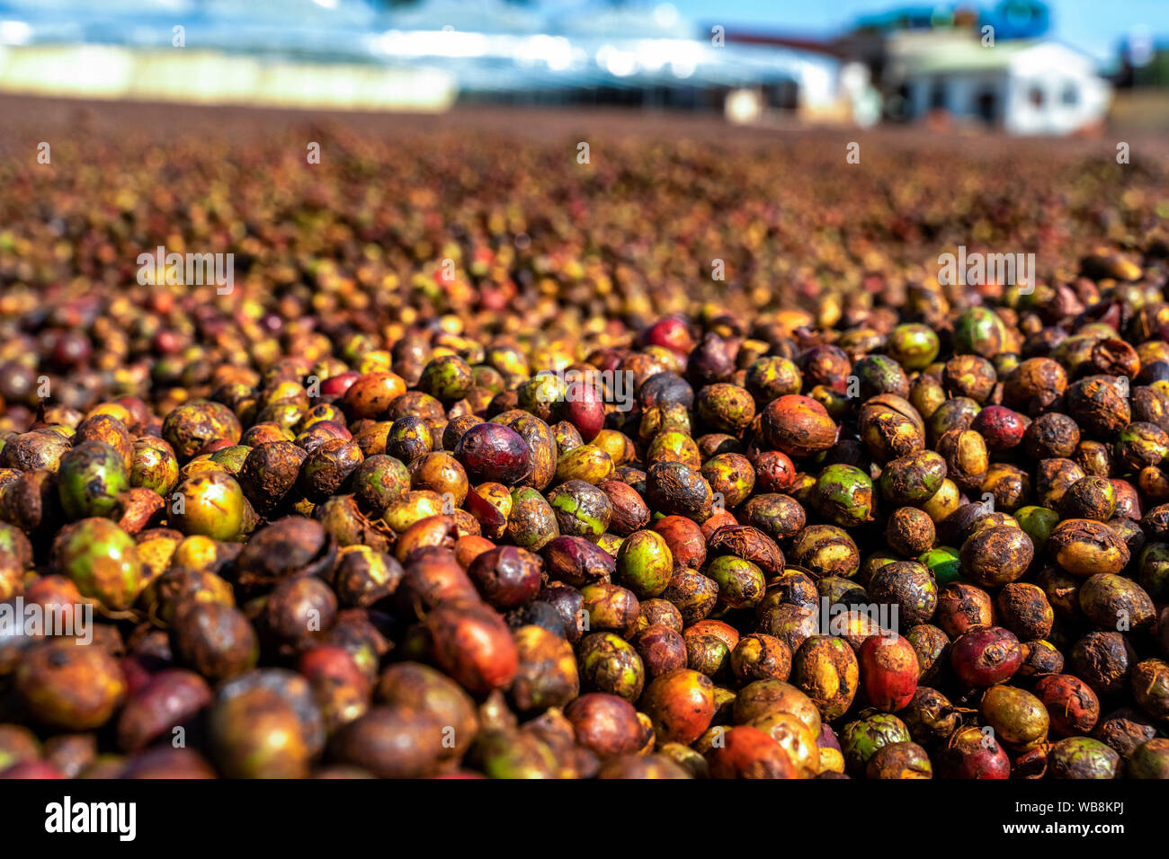 Rote Kaffeekirschen, die geernteten Kaffee Bohnen sind bereit für die Produktion. Gia Lai, Vietnam Stockfoto