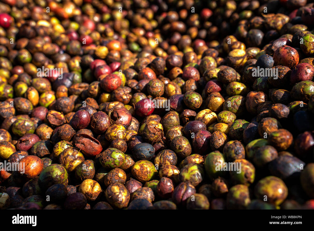 Rote Kaffeekirschen, die geernteten Kaffee Bohnen sind bereit für die Produktion. Gia Lai, Vietnam Stockfoto