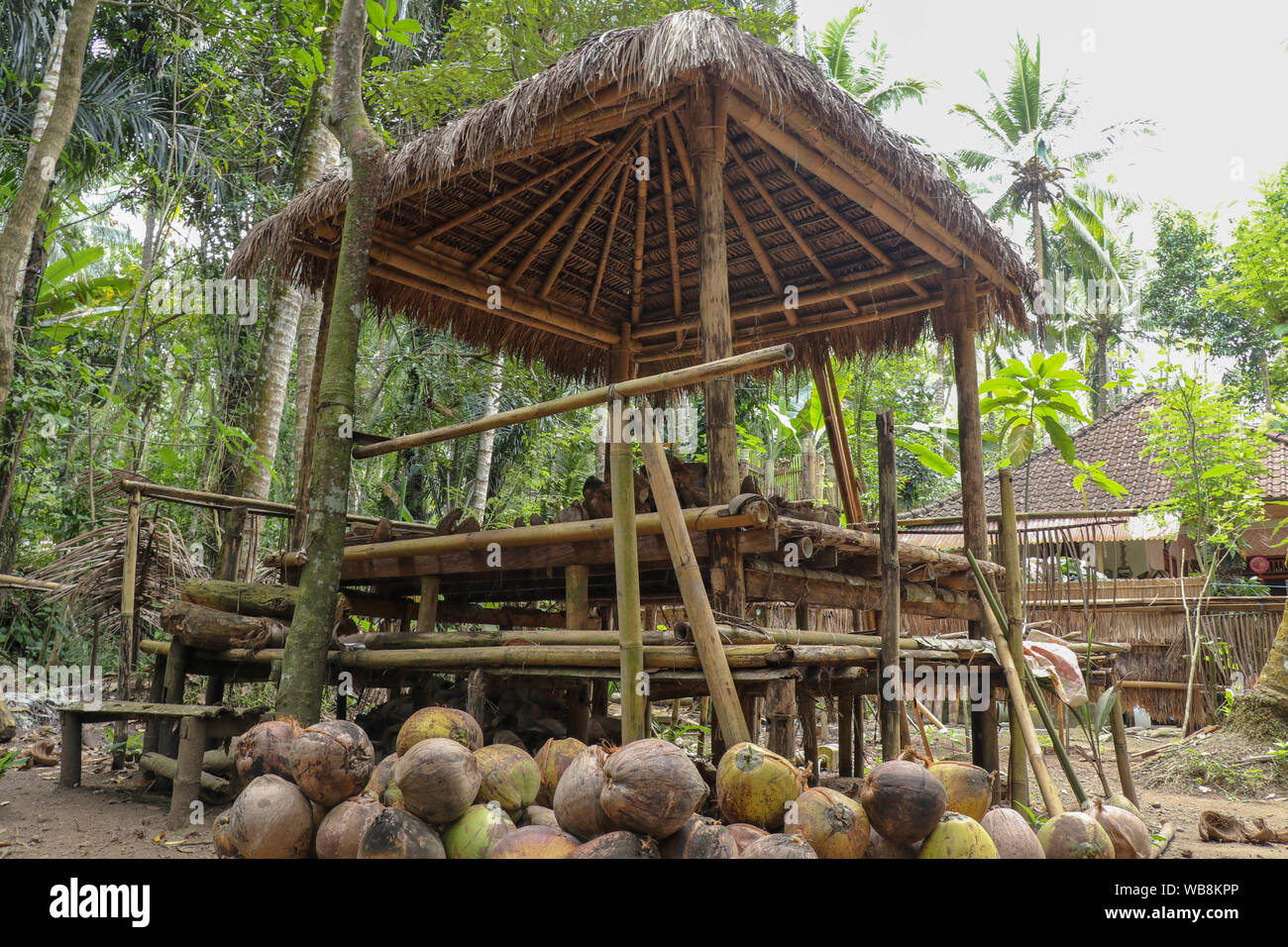 Bambus Pavillon mit Alang Alang Alang Dach, auch genannt Imperata  cylindrica, in einem dichten Dschungel mit Kokospalmen und tropischen  Vegetation Stockfotografie - Alamy