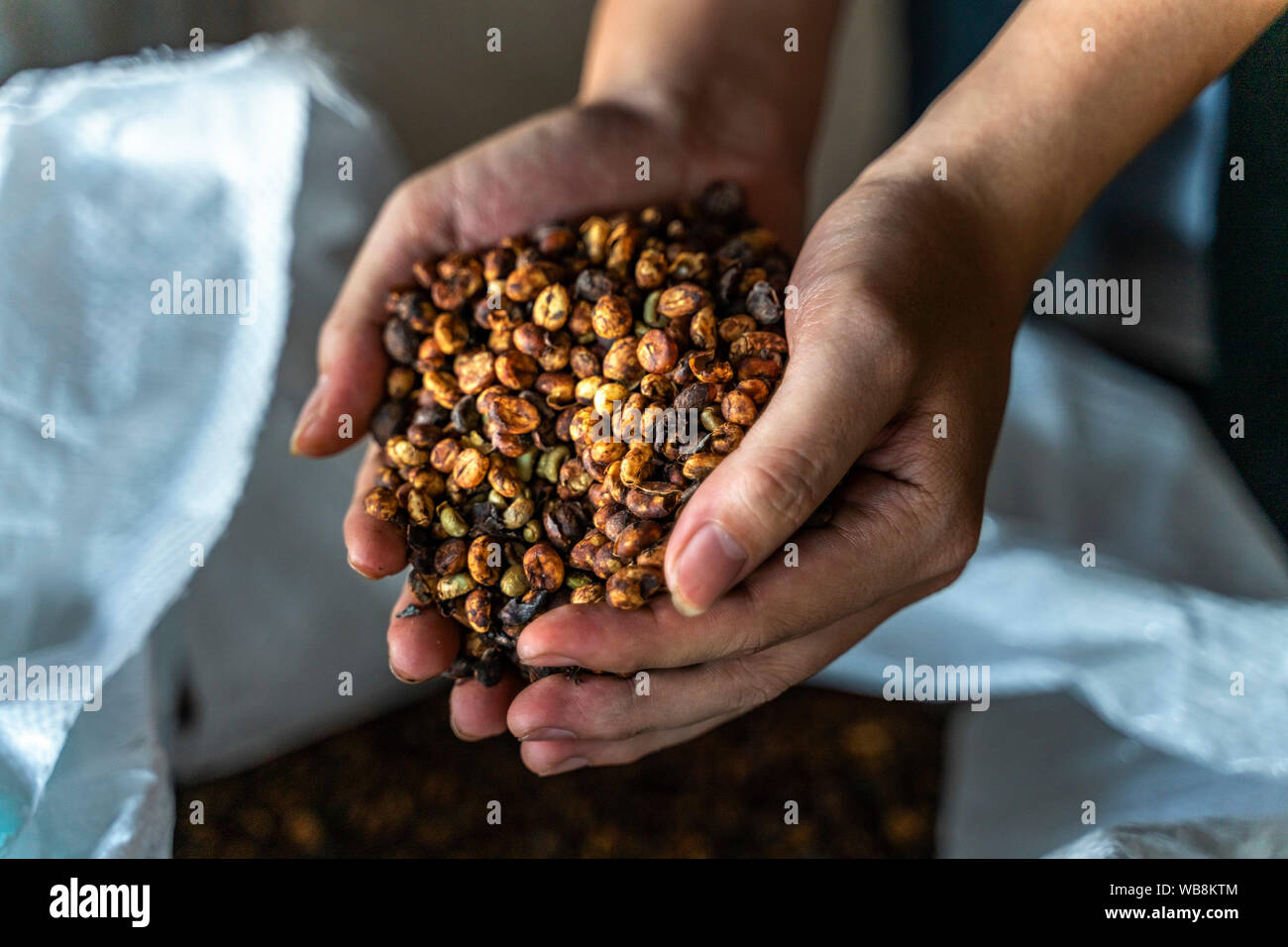Rote Kaffeekirschen in den Händen. Bauern ernten Kaffee von Hand in der Plantage. Gia Lai, Vietnam Stockfoto