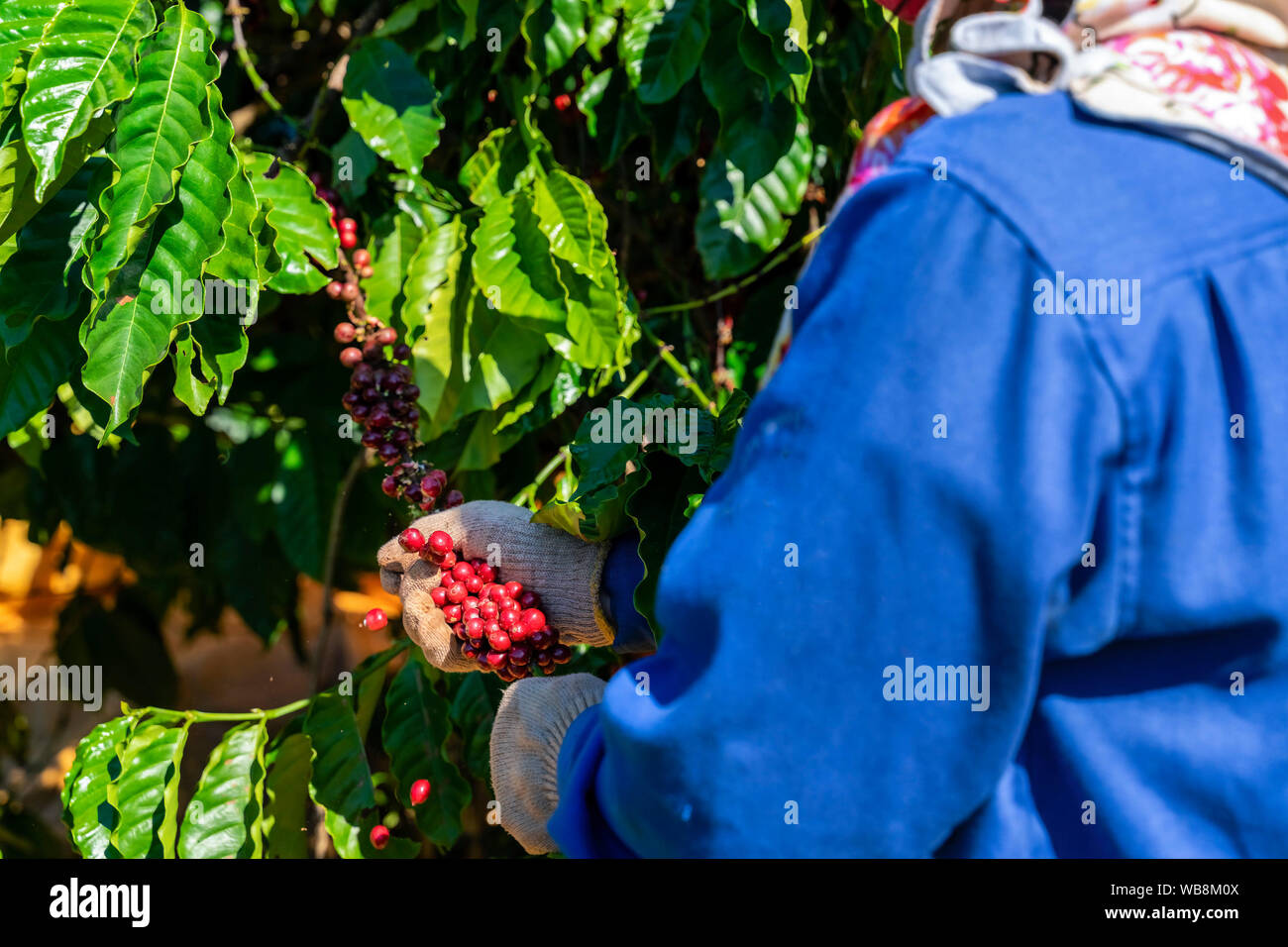 Rote Kaffeekirschen in den Händen. Bauern ernten Kaffee von Hand in der Plantage. Gia Lai, Vietnam Stockfoto