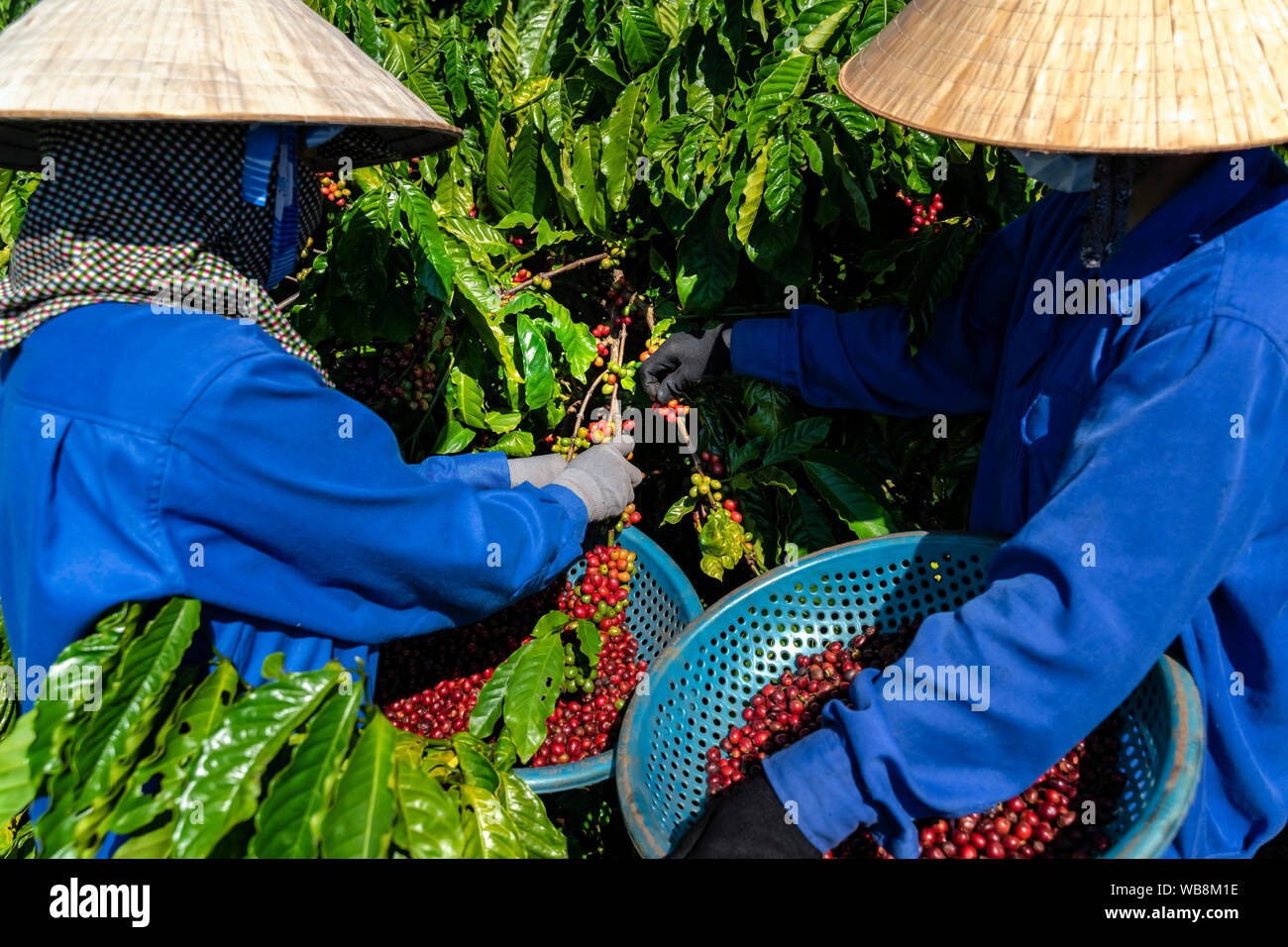 Die kaffeeproduktion Arbeiter, roten Kaffeekirschen. Gia Lai, Vietnam Stockfoto