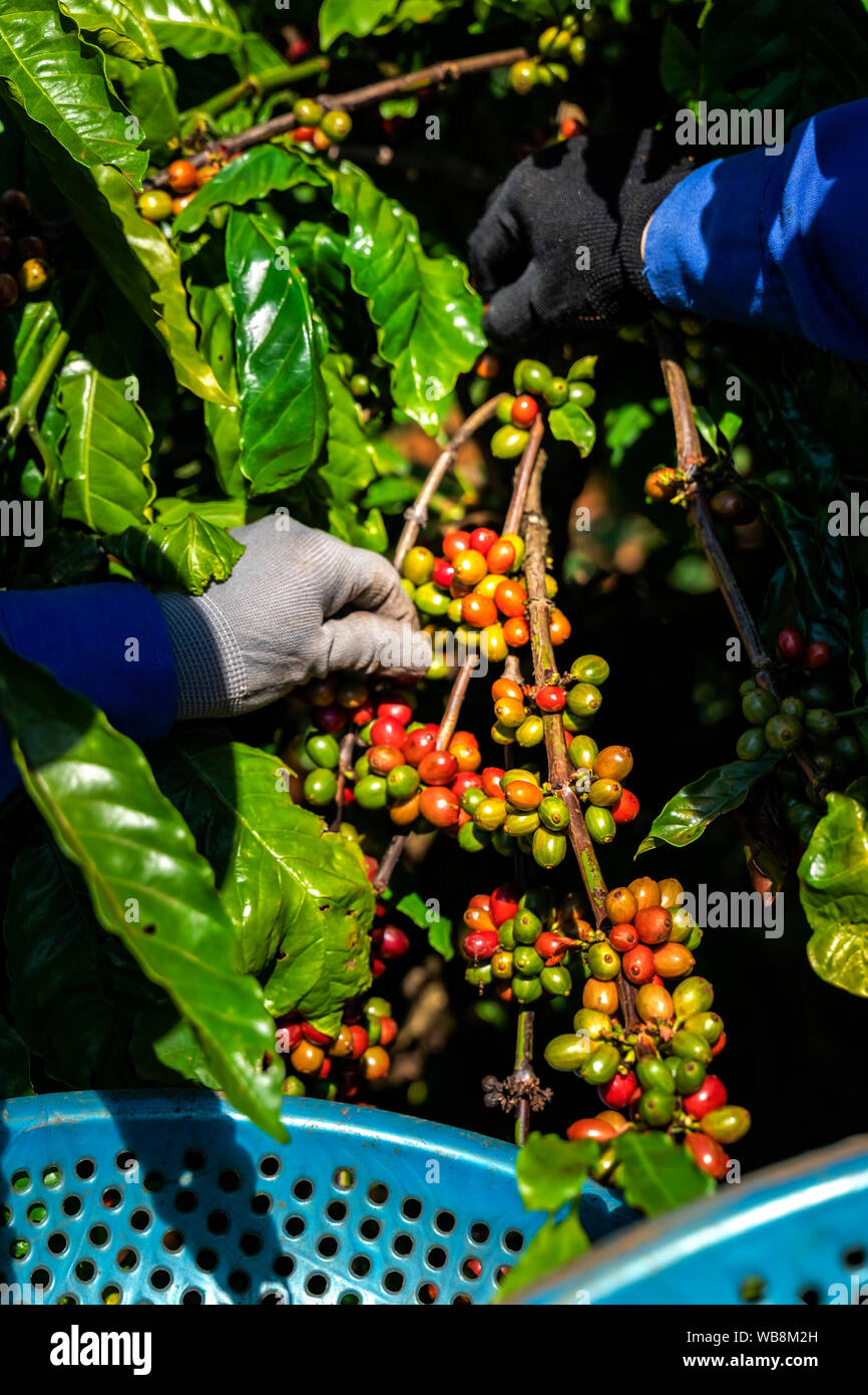 Rote Kaffeekirschen in den Händen. Bauern ernten Kaffee von Hand in der Plantage. Gia Lai, Vietnam Stockfoto