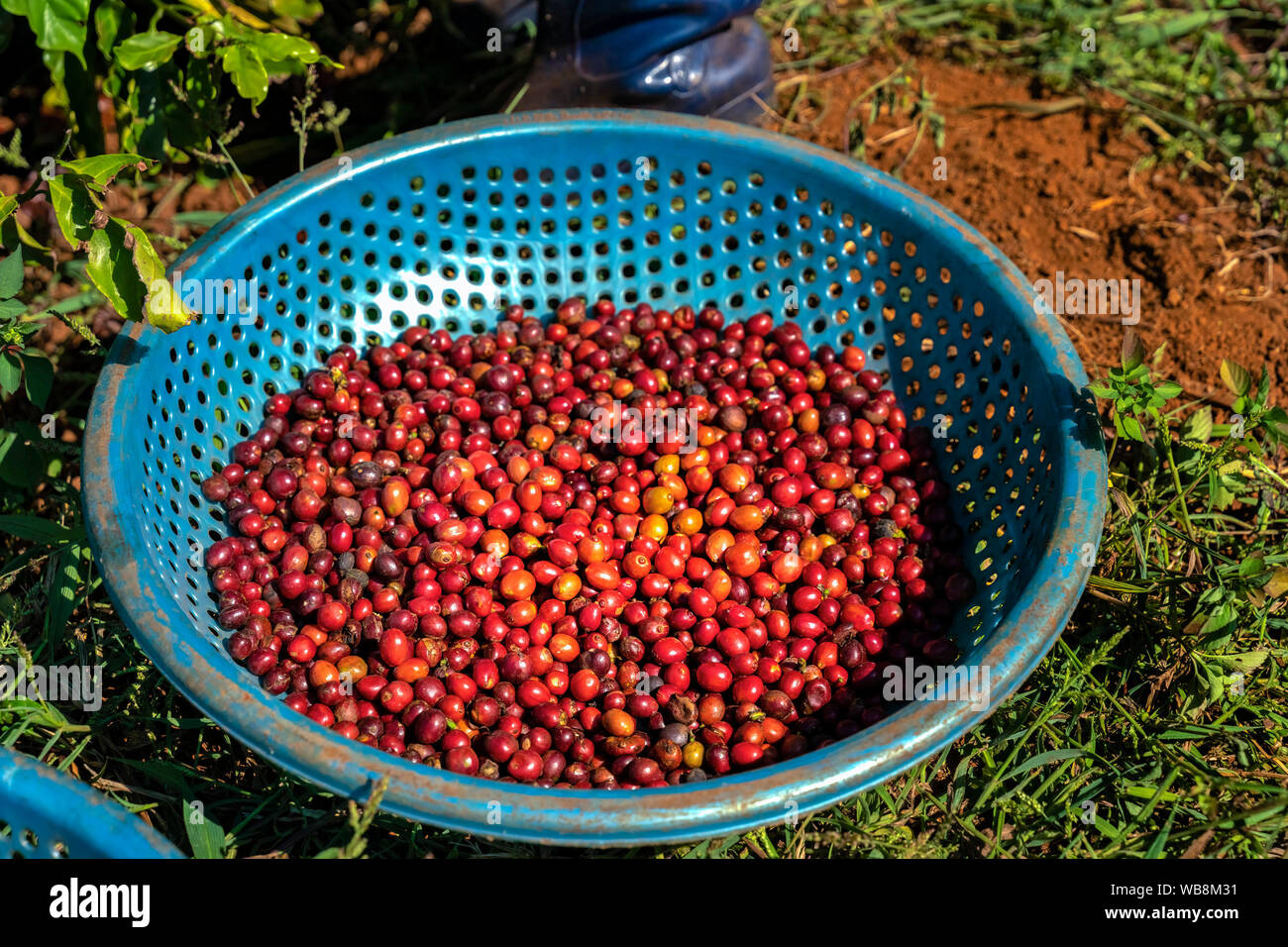 Rote Kaffeekirschen, die geernteten Kaffee Bohnen sind bereit für die Produktion. Gia Lai, Vietnam Stockfoto