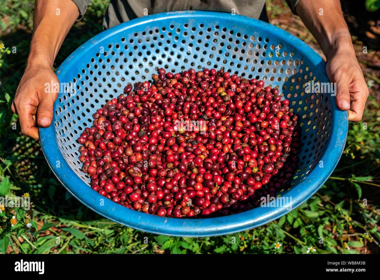 Rote Kaffeekirschen in den Händen. Bauern ernten Kaffee von Hand in der Plantage. Gia Lai, Vietnam Stockfoto