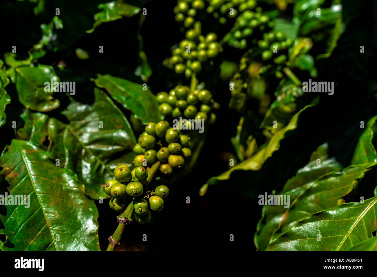 Rote Bohnen auf einem Zweig von Kaffee Baum mit Blättern. Reife und Unreife Kaffeebohnen auf Blatt hintergrund. Gia Lai, Vietnam Stockfoto