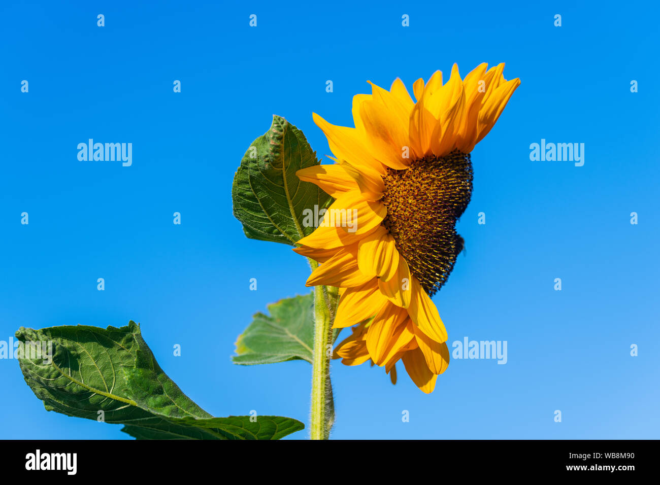 Eine Sonnenblume, die aussieht wie ein Gesicht mit einem blauen Hintergrund Stockfoto