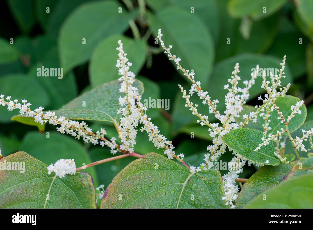 Reynoutria weiße Blüten und Blätter closeup Stockfoto