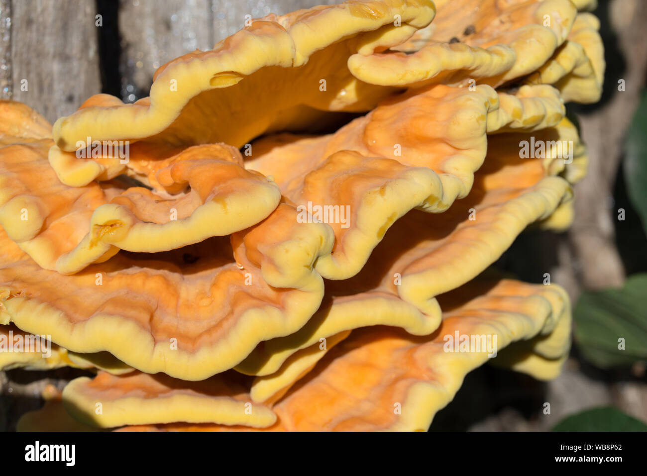 Orange Pilz am Baum - laetiporus sulfureus, Schwefel Regal closeup Stockfoto