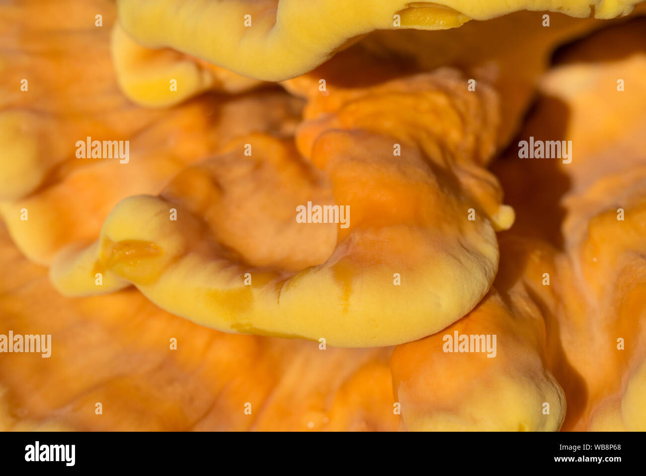 Orange Pilz am Baum - laetiporus sulfureus, Schwefel Regal closeup Stockfoto