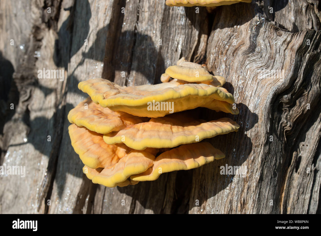 Orange Pilz am Baum - laetiporus sulfureus, Schwefel Regal closeup Stockfoto