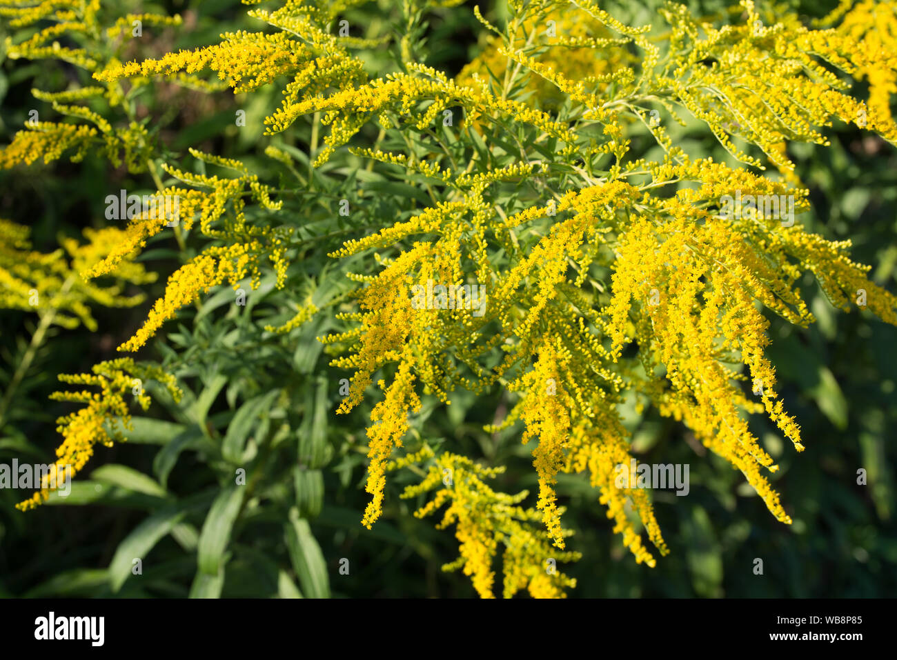 Solidago canadensis Kanada Goldrute gelbe Blüten Nahaufnahme Stockfoto