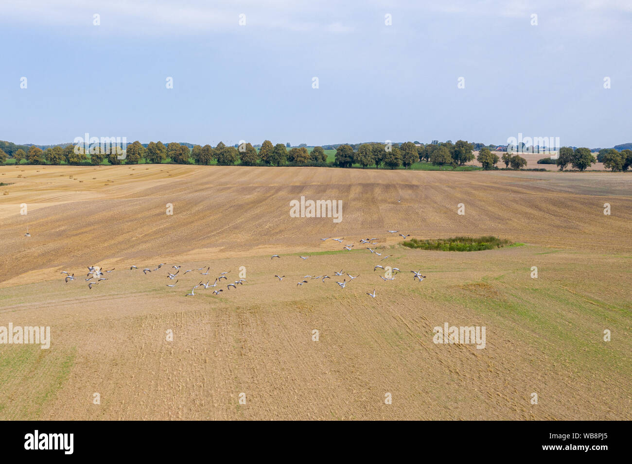 Eine große Gruppe der Kraniche fliegen über einen gemähten Feld auf der Suche nach Essen Stockfoto