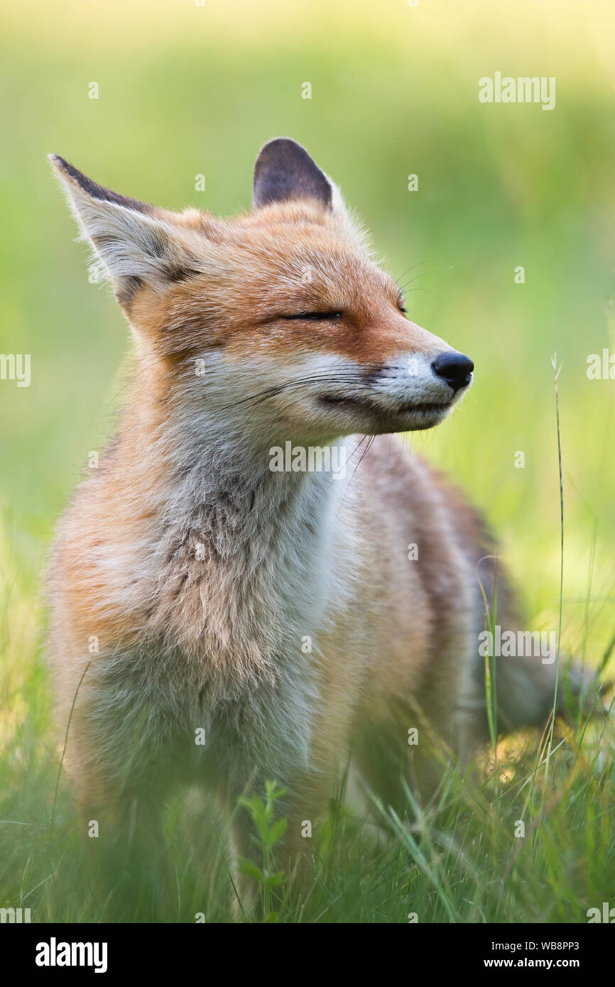 Fröhlichen roten Fuchs, Vulpes vulpes, Sniffing mit Schnauze und mit geschlossenen Augen genießen Sommer Tag in der Natur. Portrait von glücklichen wilden Tier in natürlichen Enviro Stockfoto