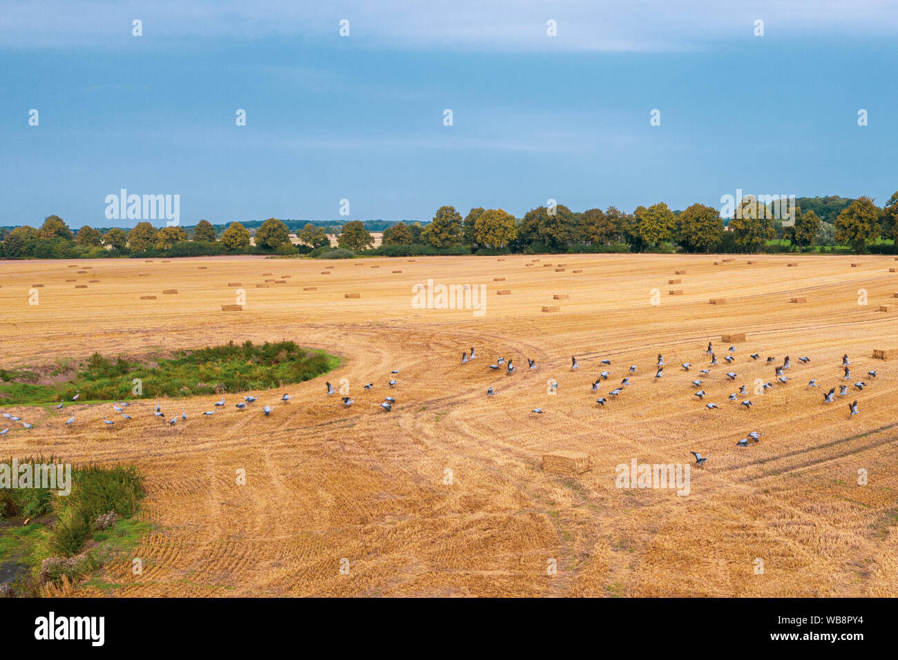 Eine große Gruppe der Kraniche fliegen über einen gemähten Feld auf der Suche nach Essen Stockfoto