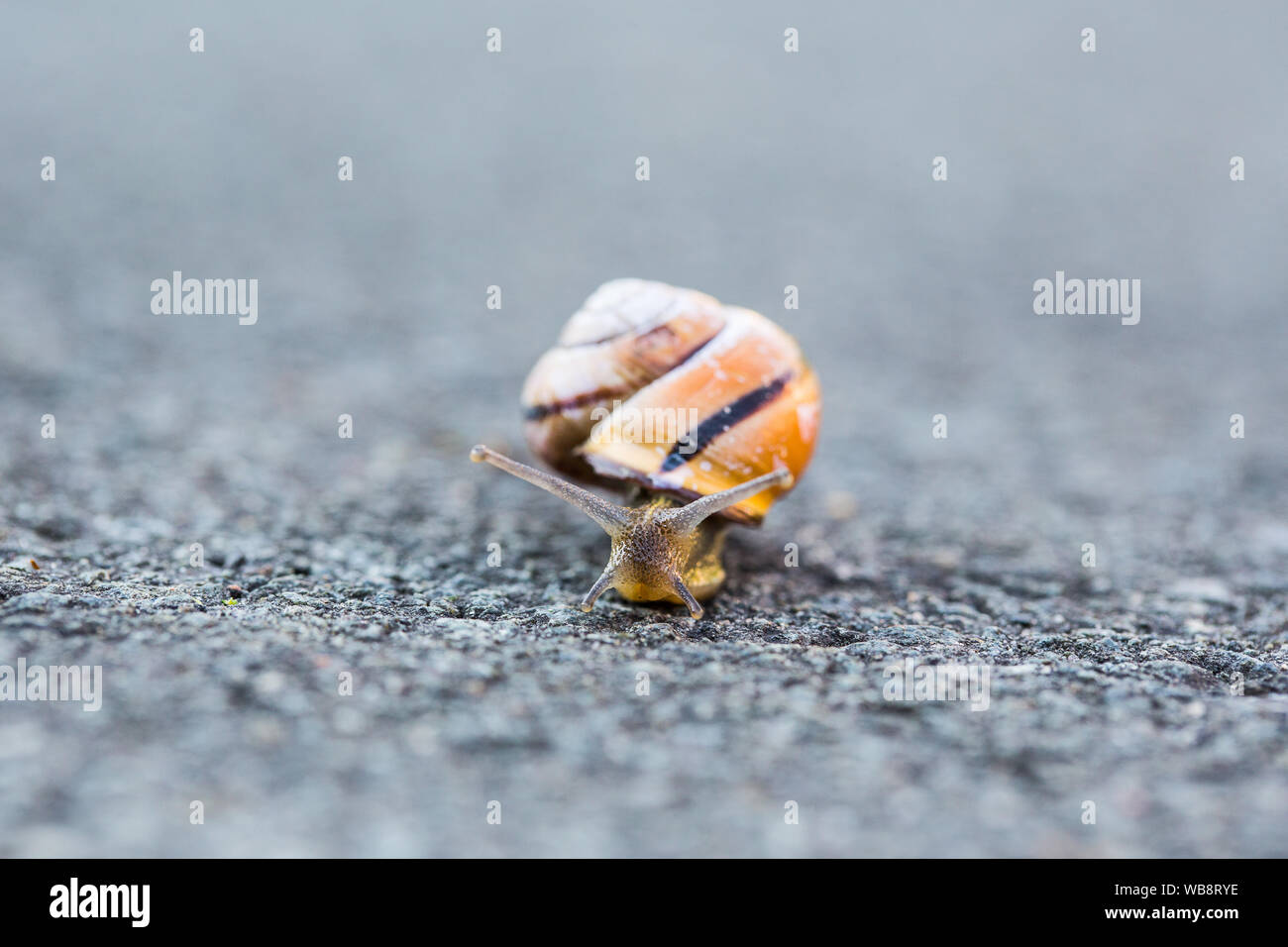 Slug auf der Straße, es ist weg Stockfoto