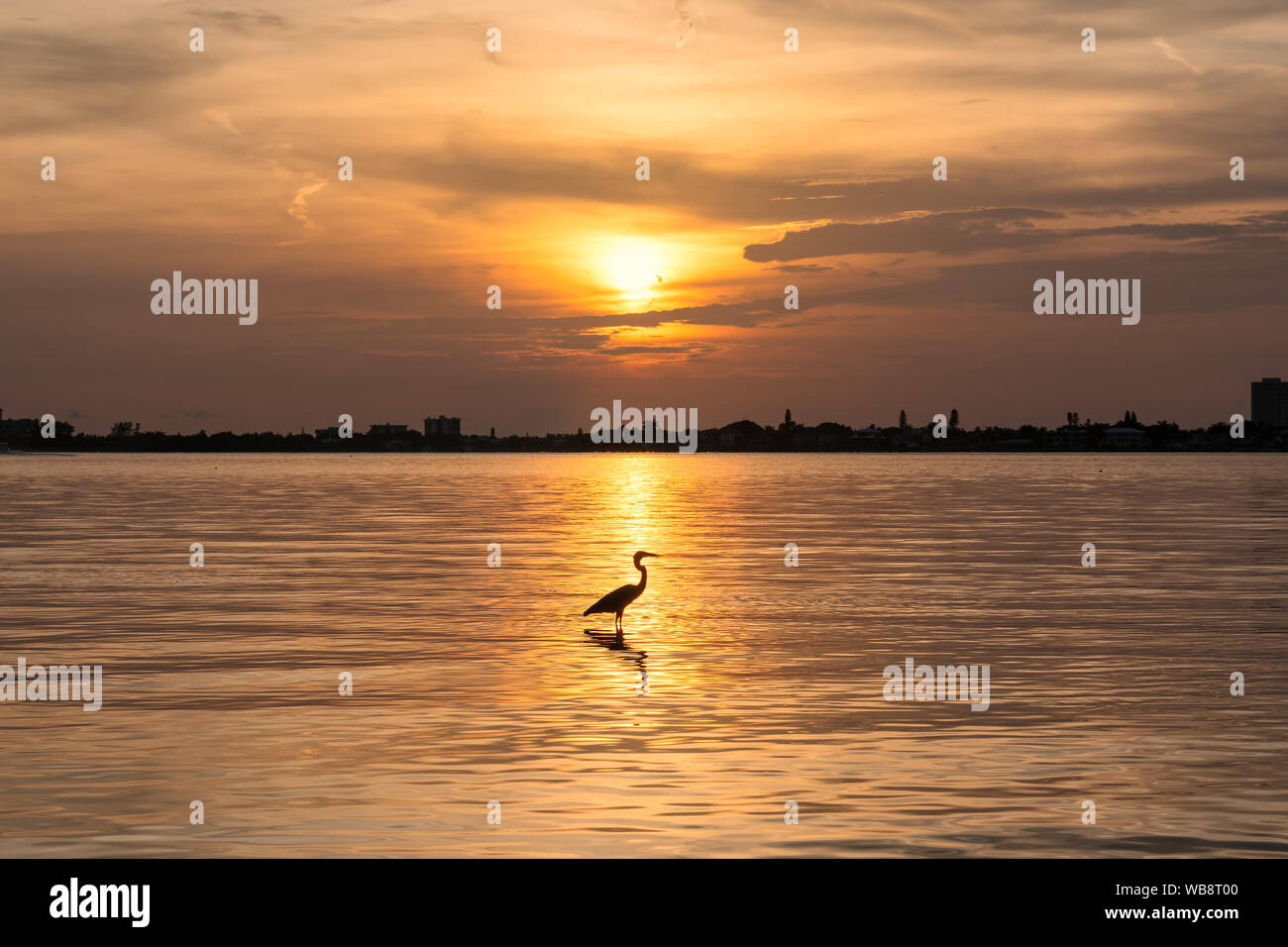 Heron Vogel bei Sonnenuntergang in Siesta Key Beach, Sarasota, Florida Stockfoto