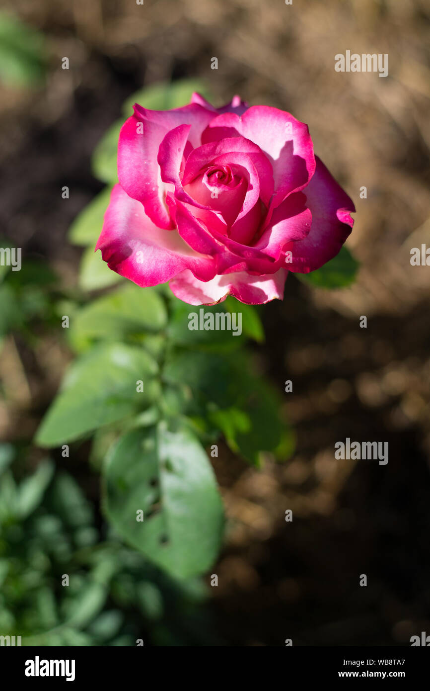 Rosa Rose Blume, Red Bud auf grünem Laub Hintergrund, isolierten Blume, vertikale Foto Stockfoto