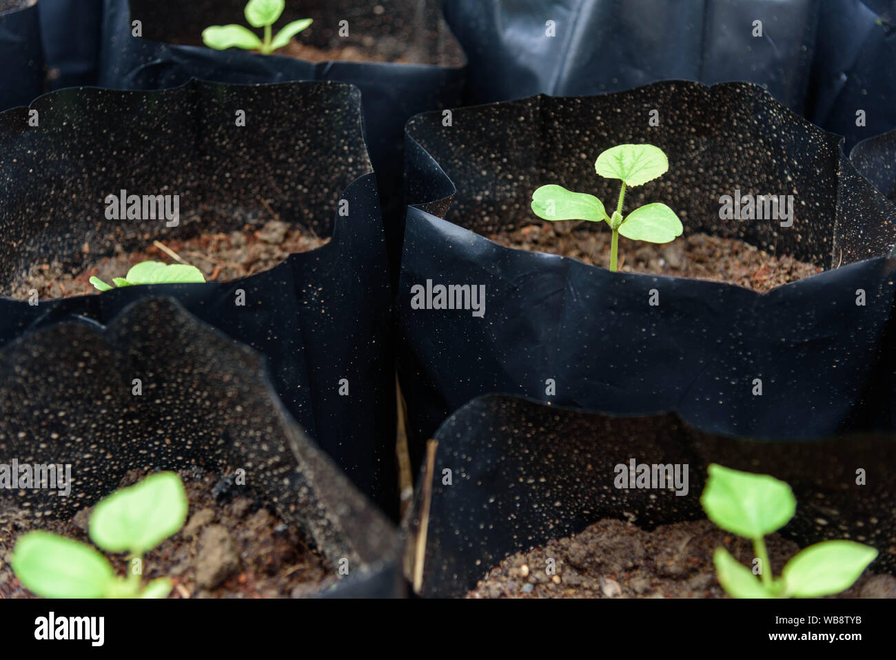Anbau von melonen Fotos und Bildmaterial in hoher Auflösung Alamy