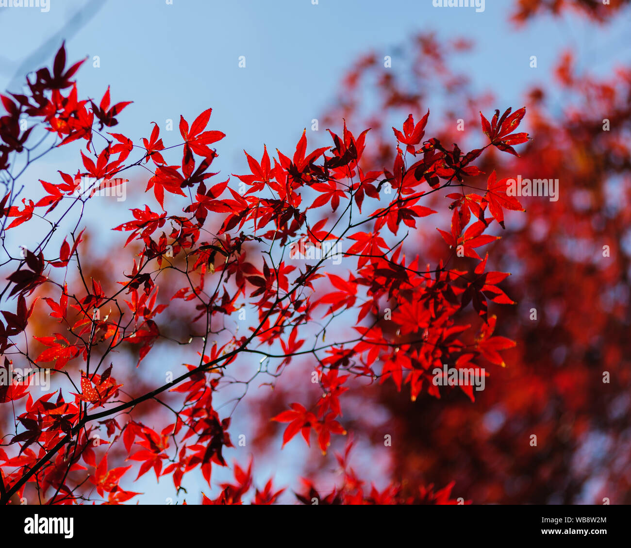 Schönen japanischen Maple Leafs in kontrastreichen Farben des Herbstes solated gegen Hintergrund und in der Nähe zu Bild, Kyoto Japan erfasst Stockfoto