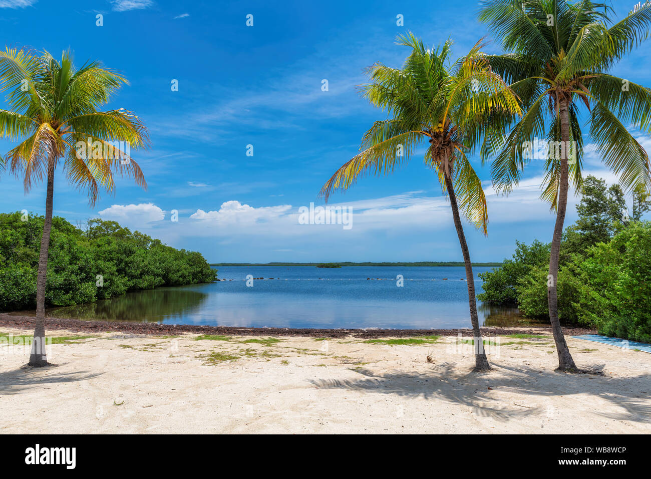 Kokospalmen auf Sunny Beach in Florida. Stockfoto