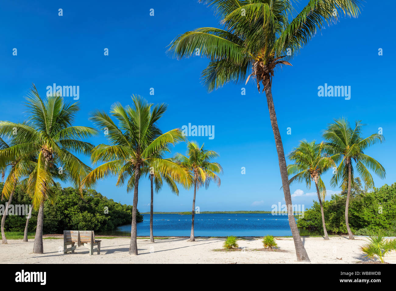 Kokospalmen auf Sunny Beach in Florida. Stockfoto