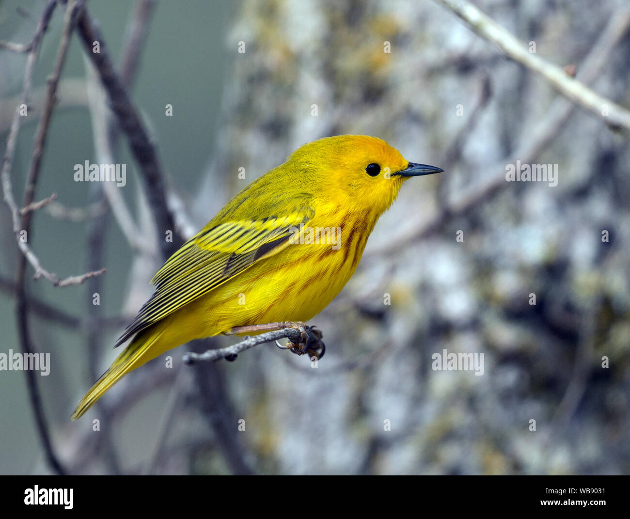 Nahaufnahme der männlichen Schnäpperrohrsänger (Setophaga petechien) hocken auf Niederlassung im Frühjahr Migration, Ontario, Kanada Stockfoto