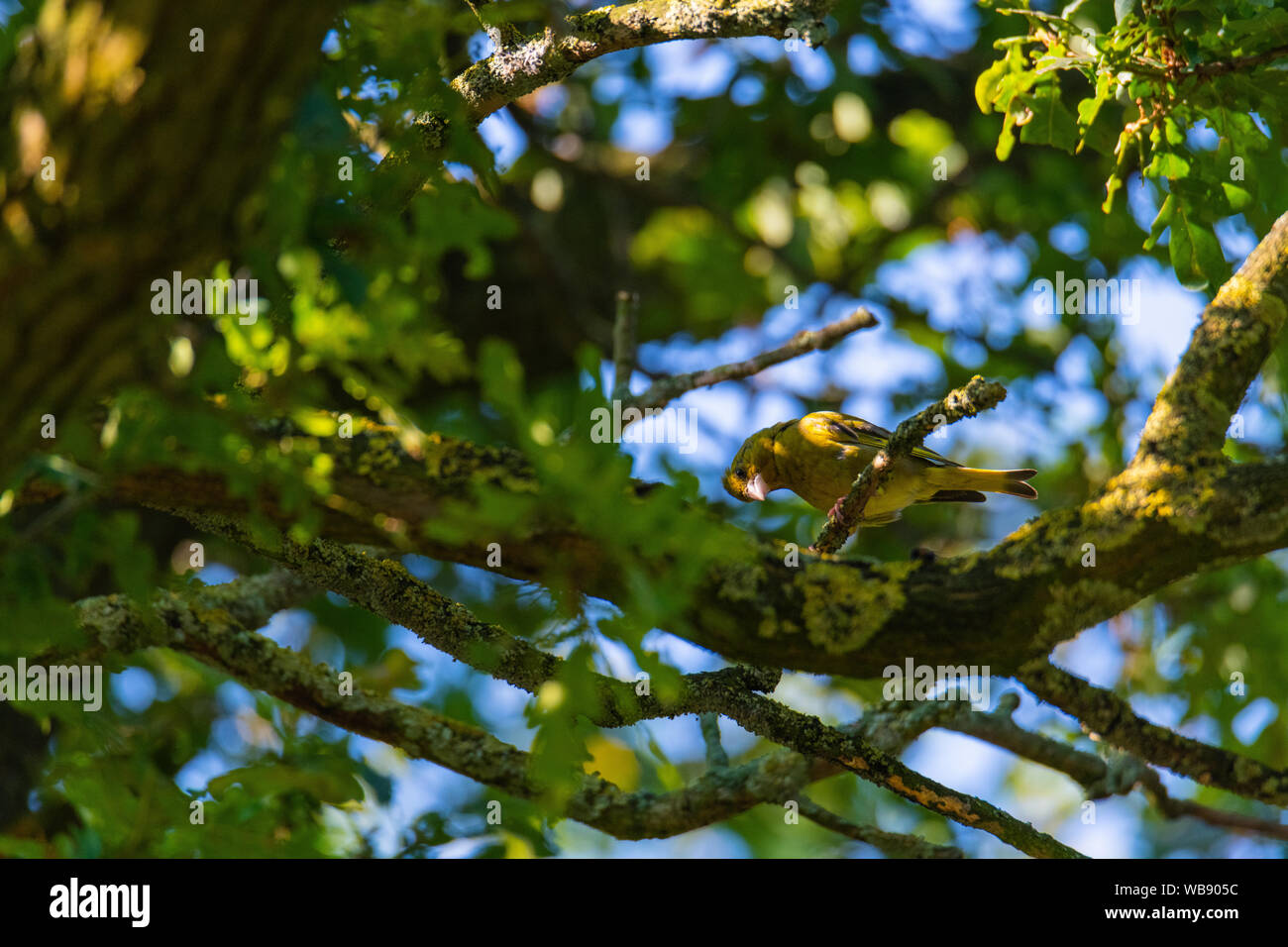 Ein grünfink sitzt auf einem Baum und sieht für Lebensmittel Stockfoto