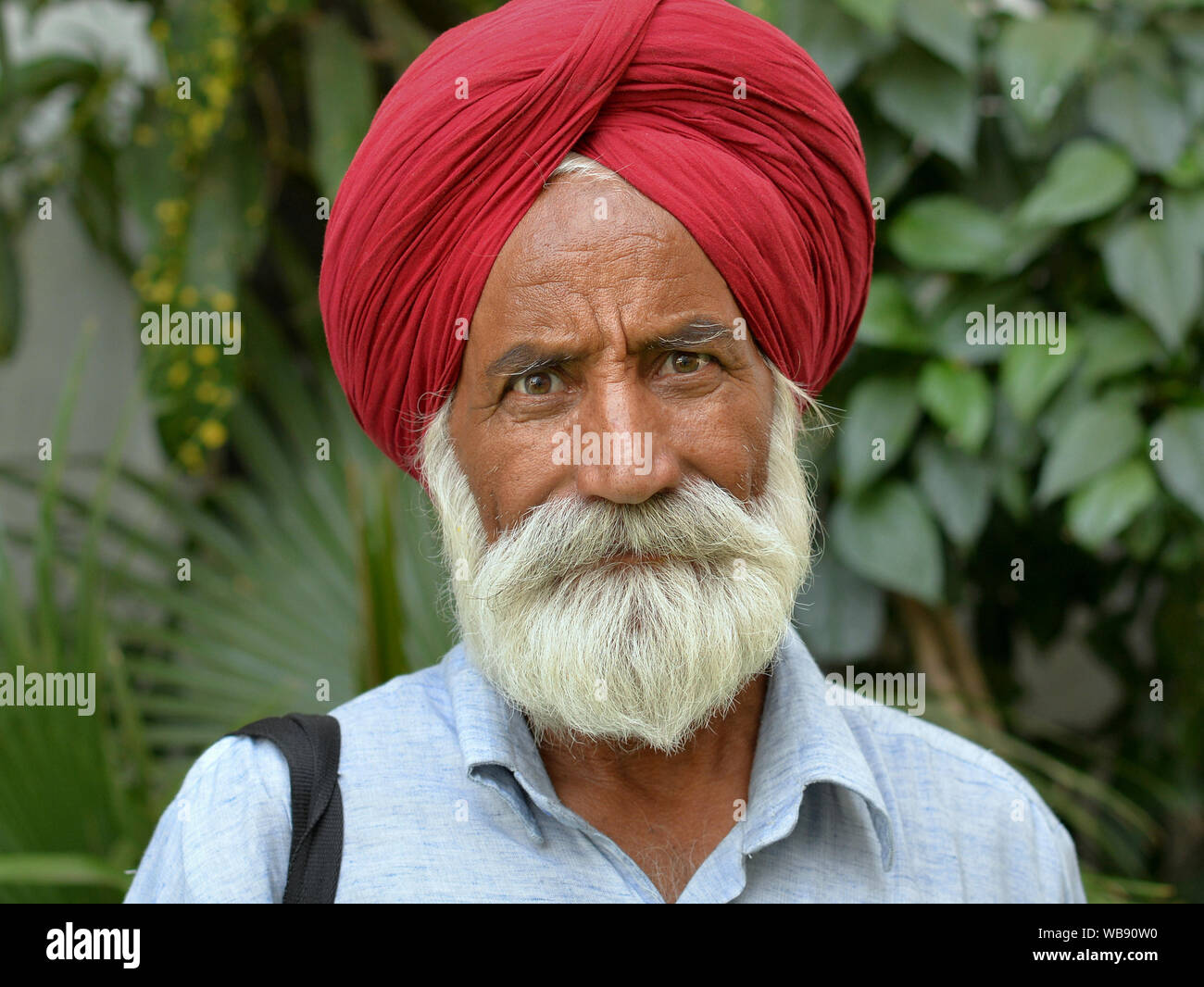 Älteren indischen Sikh Mann mit getrimmten Bart trägt einen traditionellen roten Turban der Sikhs (Dastar) und posiert für die Kamera. Stockfoto