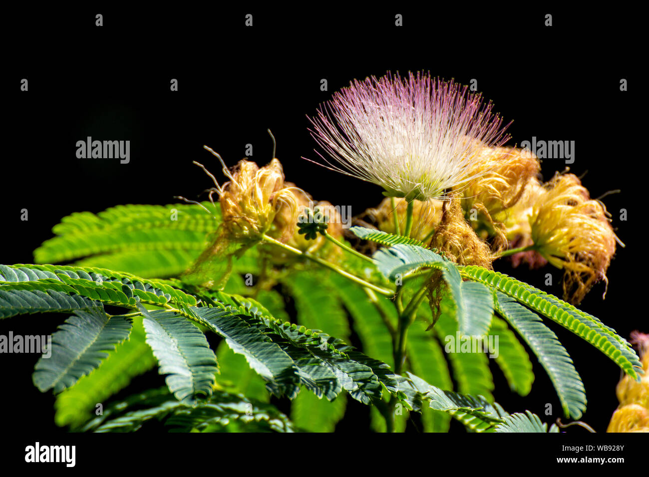 Eine Nahaufnahme einer Blüte einer Albizia julibrissin Stockfoto