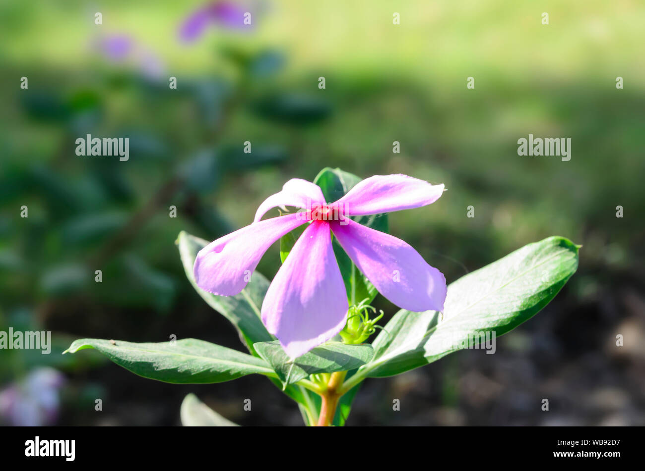 Rosa Blume von Madagascar Periwinkle Stockfoto