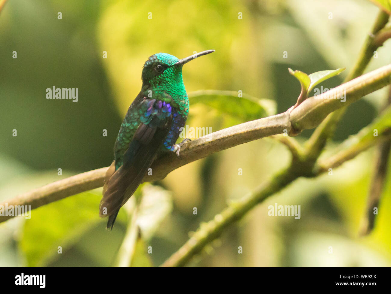 Nahaufnahme des gekrönt Woodnymph Kolibri auf grünen Zweig in Ecuador Stockfoto