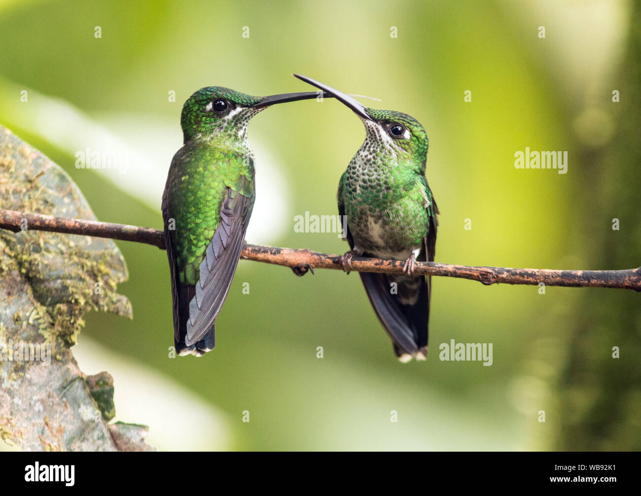 Nahaufnahme der beiden Grünen - gekrönte Brillante Kolibris (Heliodoxa jacula) konkurrieren für gleiche Barsch in Ecuador Stockfoto