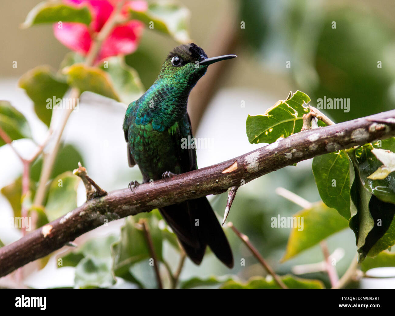 Nahaufnahme der Violett-fronted Brillante Kolibri (Heliodoxa leadbeateri) hocken auf einem Zweig in Baeza, Ecuador Stockfoto