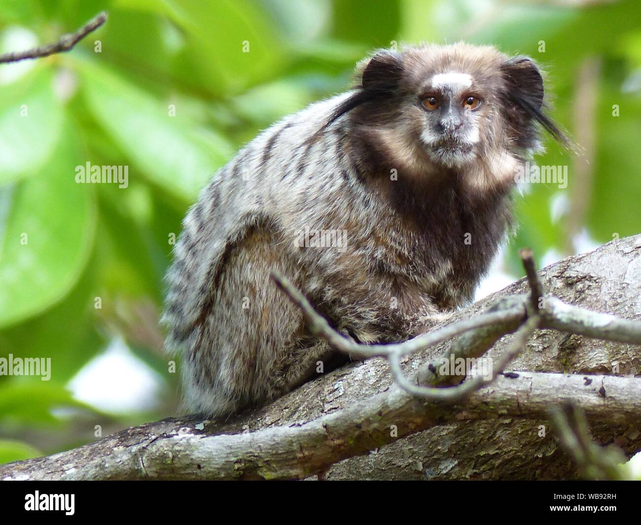 Ein niedliches Wied's Marmoset Affe in einem Baum in die Kamera schaut Stockfoto