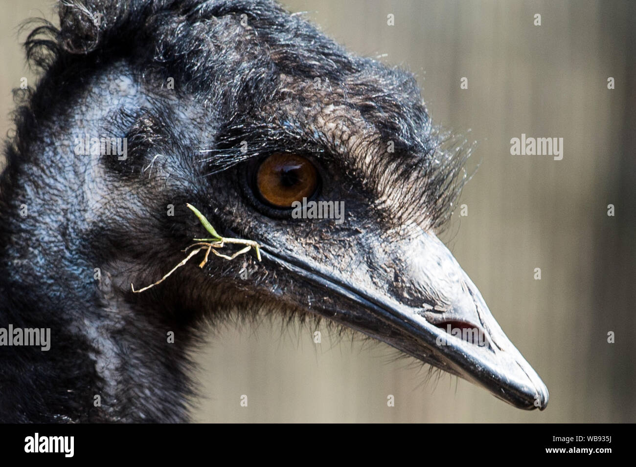 Porträt von einem emu Stockfoto