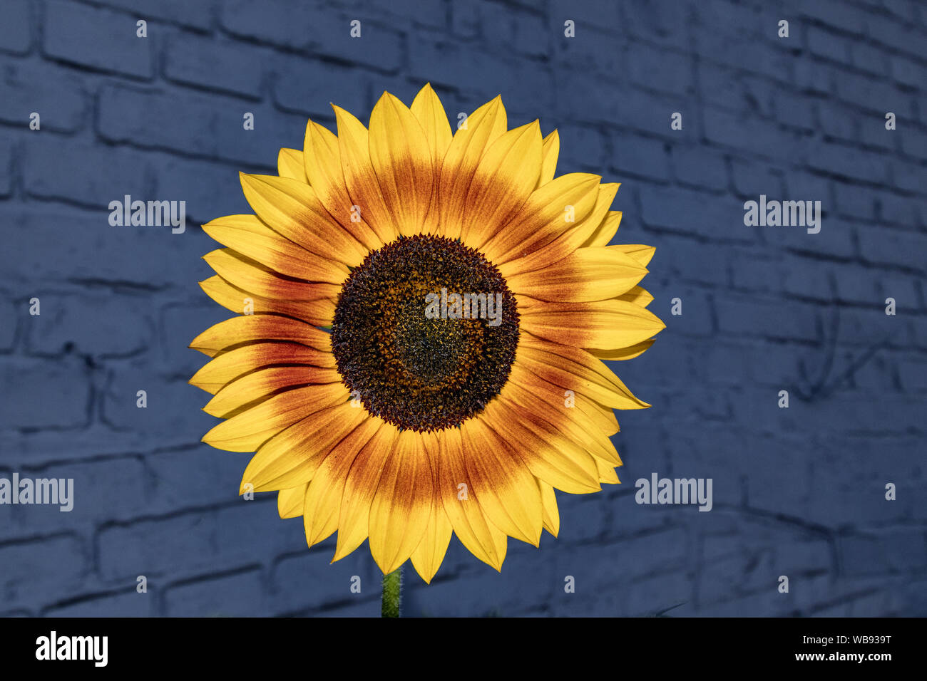 Sonnenblume an der Wand Stockfoto