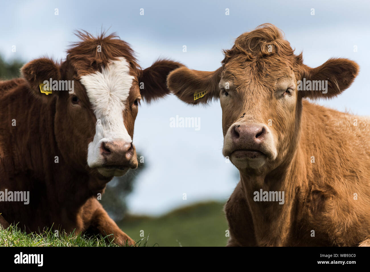 Kühe auf der Küste von Dorset. Stockfoto