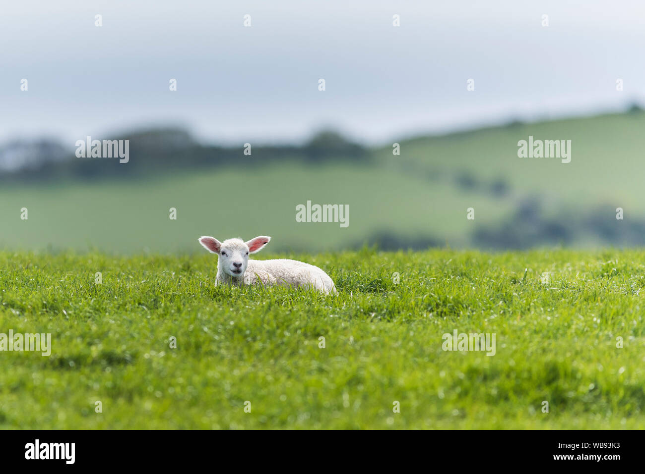 Lamm auf der Küste von Dorset, liegend im Gras. Stockfoto