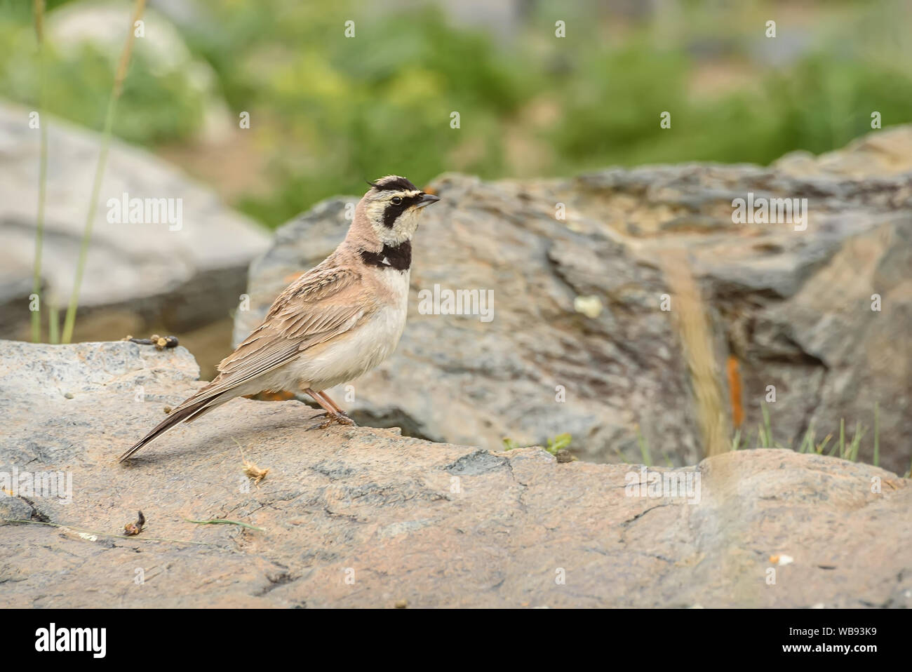 Cute motley Bird mit einem rosa Farbton horned Lark (Eremophila alpestris) Close-up auf Steinen in den Bergen Stockfoto