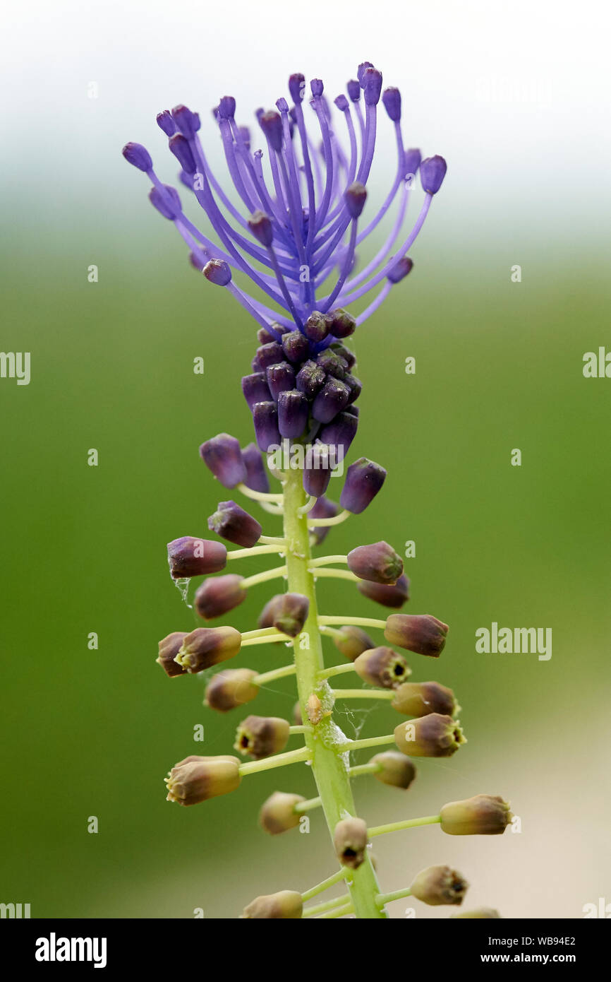 Eine Blume von muscari comosum Stockfoto Eine Blume von muscari comosum Stockfoto