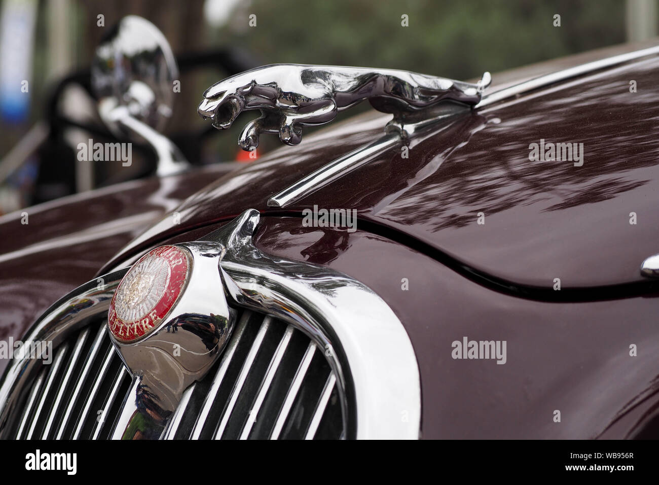 Kühlerfigur eines Jaguar classic Limousine am 6. Ausstellung von British Classic Cars in Lima, organisiert von der Antique Automobile Club von Peru - CAAP Stockfoto