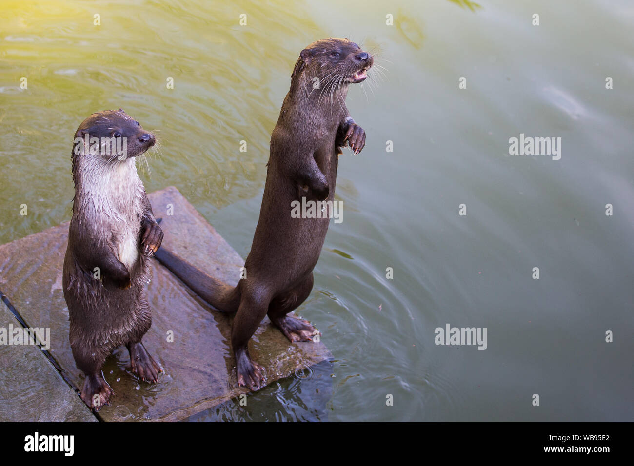 Fischotter Schwimmen, Essen und Spielen Stockfoto