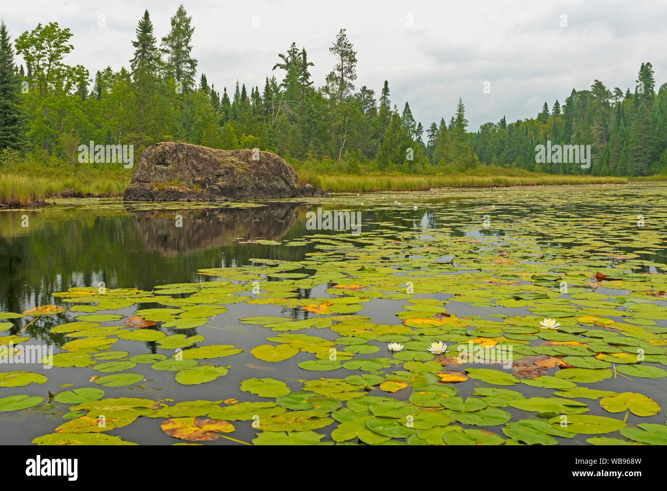 Lilien und Lily Pads unter den ruhigen Wassern der Schiefer See in Quetico Provincial Park in Ontario Stockfoto
