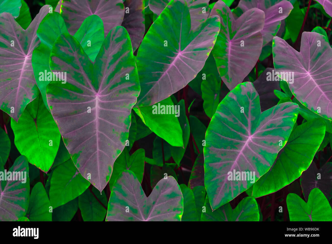 In der Nähe von wunderschönen tropischen Natur grün Blatt caladium Textur Hintergrund. Alocasia Indica grüne Büsche, zweijährige Pflanzen, Wasser das Unkraut in den tropischen Fore Stockfoto