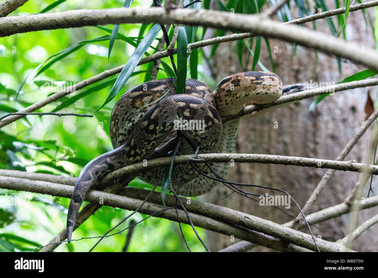 Frei lebende Boa Schlange auf einem Zweig in Lokobe Natur strenges Reservat in Madagaskar, Nosy Be, Afrika Stockfoto