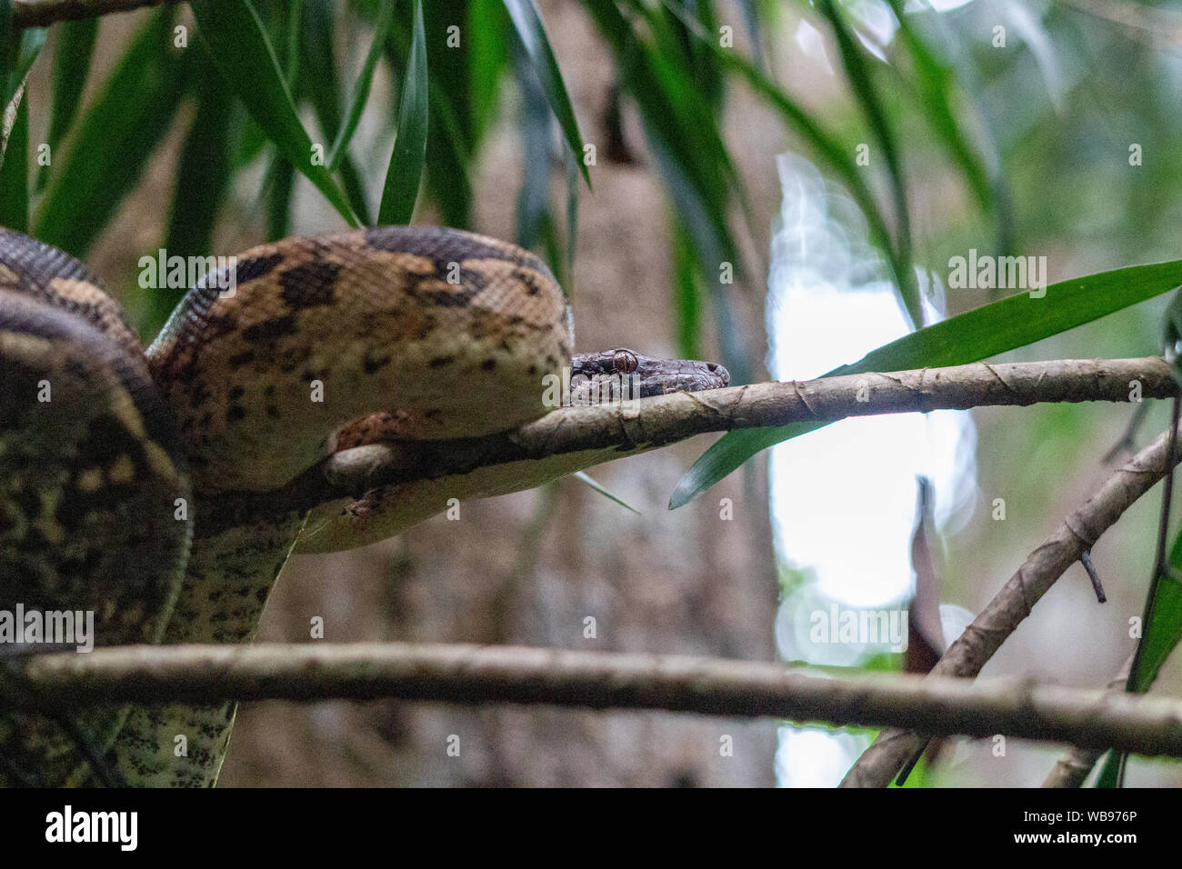 Frei lebende Boa Schlange auf einem Zweig in Lokobe Natur strenges Reservat in Madagaskar, Nosy Be, Afrika Stockfoto